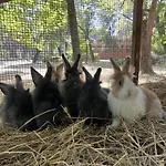 Park Sosto 3* Nyíregyháza